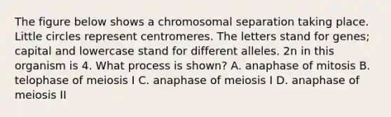 The figure below shows a chromosomal separation taking place. Little circles represent centromeres. The letters stand for genes; capital and lowercase stand for different alleles. 2n in this organism is 4. What process is shown? A. anaphase of mitosis B. telophase of meiosis I C. anaphase of meiosis I D. anaphase of meiosis II