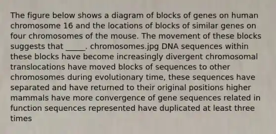 The figure below shows a diagram of blocks of genes on human chromosome 16 and the locations of blocks of similar genes on four chromosomes of the mouse. The movement of these blocks suggests that _____. chromosomes.jpg DNA sequences within these blocks have become increasingly divergent chromosomal translocations have moved blocks of sequences to other chromosomes during evolutionary time, these sequences have separated and have returned to their original positions higher mammals have more convergence of gene sequences related in function sequences represented have duplicated at least three times