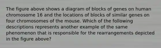 The figure above shows a diagram of blocks of genes on human chromosome 16 and the locations of blocks of similar genes on four chromosomes of the mouse. Which of the following descriptions represents another example of the same phenomenon that is responsible for the rearrangements depicted in the figure above?