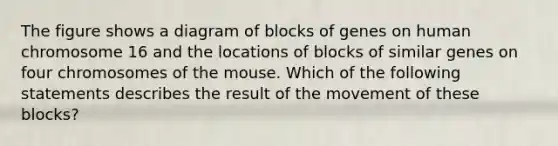 The figure shows a diagram of blocks of genes on human chromosome 16 and the locations of blocks of similar genes on four chromosomes of the mouse. Which of the following statements describes the result of the movement of these blocks?