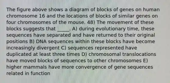 The figure above shows a diagram of blocks of genes on human chromosome 16 and the locations of blocks of similar genes on four chromosomes of the mouse. 48) The movement of these blocks suggests that _____. A) during evolutionary time, these sequences have separated and have returned to their original positions B) DNA sequences within these blocks have become increasingly divergent C) sequences represented have duplicated at least three times D) chromosomal translocations have moved blocks of sequences to other chromosomes E) higher mammals have more convergence of gene sequences related in function