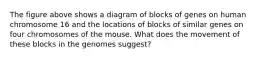 The figure above shows a diagram of blocks of genes on human chromosome 16 and the locations of blocks of similar genes on four chromosomes of the mouse. What does the movement of these blocks in the genomes suggest?