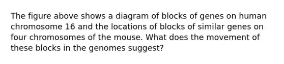 The figure above shows a diagram of blocks of genes on human chromosome 16 and the locations of blocks of similar genes on four chromosomes of the mouse. What does the movement of these blocks in the genomes suggest?