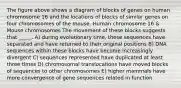 The figure above shows a diagram of blocks of genes on human chromosome 16 and the locations of blocks of similar genes on four chromosomes of the mouse. Human chromosome 16 & Mouse chromosomes The movement of these blocks suggests that _____. A) during evolutionary time, these sequences have separated and have returned to their original positions B) DNA sequences within these blocks have become increasingly divergent C) sequences represented have duplicated at least three times D) chromosomal translocations have moved blocks of sequences to other chromosomes E) higher mammals have more convergence of gene sequences related in function