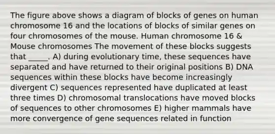 The figure above shows a diagram of blocks of genes on human chromosome 16 and the locations of blocks of similar genes on four chromosomes of the mouse. Human chromosome 16 & Mouse chromosomes The movement of these blocks suggests that _____. A) during evolutionary time, these sequences have separated and have returned to their original positions B) DNA sequences within these blocks have become increasingly divergent C) sequences represented have duplicated at least three times D) chromosomal translocations have moved blocks of sequences to other chromosomes E) higher mammals have more convergence of gene sequences related in function