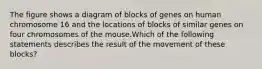 The figure shows a diagram of blocks of genes on human chromosome 16 and the locations of blocks of similar genes on four chromosomes of the mouse.Which of the following statements describes the result of the movement of these blocks?