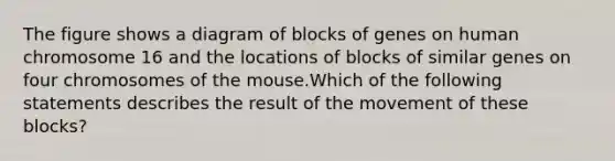 The figure shows a diagram of blocks of genes on human chromosome 16 and the locations of blocks of similar genes on four chromosomes of the mouse.Which of the following statements describes the result of the movement of these blocks?