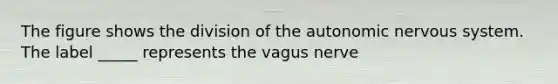 The figure shows the division of <a href='https://www.questionai.com/knowledge/kMqcwgxBsH-the-autonomic-nervous-system' class='anchor-knowledge'>the autonomic <a href='https://www.questionai.com/knowledge/kThdVqrsqy-nervous-system' class='anchor-knowledge'>nervous system</a></a>. The label _____ represents the vagus nerve