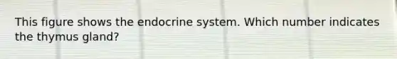 This figure shows the endocrine system. Which number indicates the thymus gland?