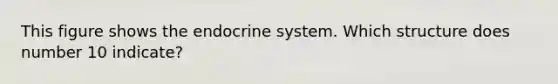 This figure shows the endocrine system. Which structure does number 10 indicate?