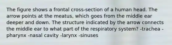 The figure shows a frontal cross-section of a human head. The arrow points at the meatus, which goes from the middle ear deeper and down. The structure indicated by the arrow connects the middle ear to what part of the respiratory system? -trachea -pharynx -nasal cavity -larynx -sinuses