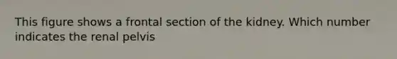 This figure shows a frontal section of the kidney. Which number indicates the renal pelvis