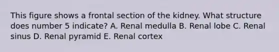 This figure shows a frontal section of the kidney. What structure does number 5 indicate? A. Renal medulla B. Renal lobe C. Renal sinus D. Renal pyramid E. Renal cortex