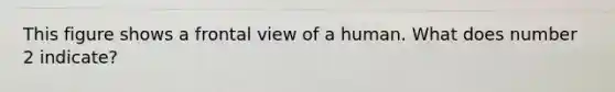 This figure shows a frontal view of a human. What does number 2 indicate?