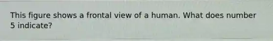 This figure shows a frontal view of a human. What does number 5 indicate?