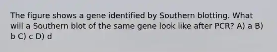 The figure shows a gene identified by Southern blotting. What will a Southern blot of the same gene look like after PCR? A) a B) b C) c D) d