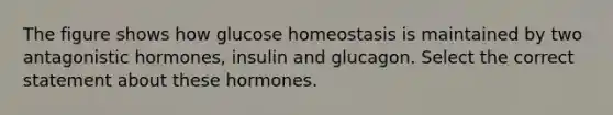 The figure shows how glucose homeostasis is maintained by two antagonistic hormones, insulin and glucagon. Select the correct statement about these hormones.