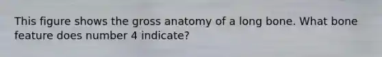 This figure shows the gross anatomy of a long bone. What bone feature does number 4 indicate?