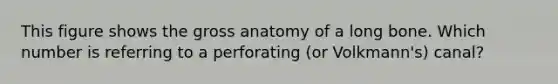 This figure shows the gross anatomy of a long bone. Which number is referring to a perforating (or Volkmann's) canal?