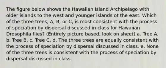 The figure below shows the Hawaiian Island Archipelago with older islands to the west and younger islands ot the east. Which of the three trees, A, B, or C, is most consistent with the process of speciation by dispersal discussed in class for Hawaiian Drosophila flies? (Entirely picture based, look on sheet) a. Tree A. b. Tree B. c. Tree C. d. The three trees are equally consistent with the process of speciation by dispersal discussed in class. e. None of the three trees is consistent with the process of speciation by dispersal discussed in class.