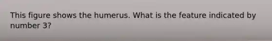 This figure shows the humerus. What is the feature indicated by number 3?