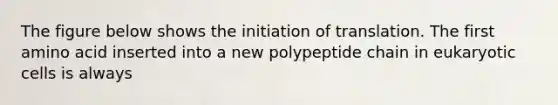 The figure below shows the initiation of translation. The first amino acid inserted into a new polypeptide chain in eukaryotic cells is always