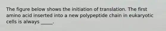 The figure below shows the initiation of translation. The first amino acid inserted into a new polypeptide chain in eukaryotic cells is always _____.