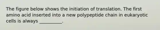 The figure below shows the initiation of translation. The first amino acid inserted into a new polypeptide chain in eukaryotic cells is always __________.