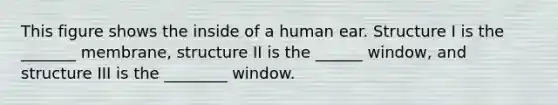This figure shows the inside of a human ear. Structure I is the _______ membrane, structure II is the ______ window, and structure III is the ________ window.