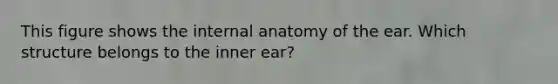 This figure shows the internal anatomy of the ear. Which structure belongs to the inner ear?