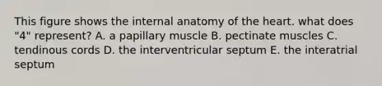 This figure shows the internal anatomy of the heart. what does "4" represent? A. a papillary muscle B. pectinate muscles C. tendinous cords D. the interventricular septum E. the interatrial septum