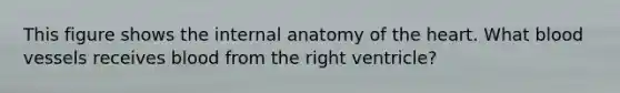 This figure shows the internal anatomy of the heart. What blood vessels receives blood from the right ventricle?