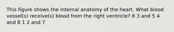 This figure shows the internal anatomy of the heart. What blood vessel(s) receive(s) blood from the right ventricle? 8 3 and 5 4 and 8 1 2 and 7