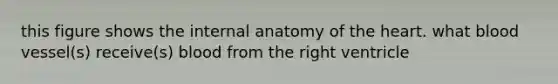 this figure shows the internal anatomy of the heart. what blood vessel(s) receive(s) blood from the right ventricle