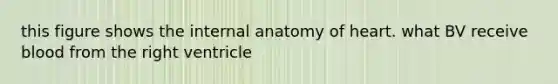 this figure shows the internal anatomy of heart. what BV receive blood from the right ventricle