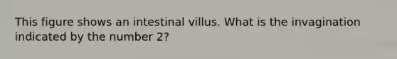 This figure shows an intestinal villus. What is the invagination indicated by the number 2?