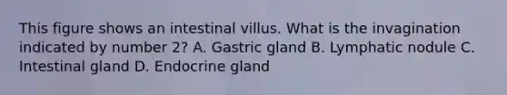 This figure shows an intestinal villus. What is the invagination indicated by number 2? A. Gastric gland B. Lymphatic nodule C. Intestinal gland D. Endocrine gland