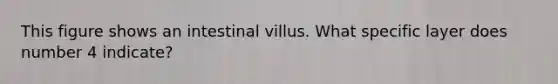 This figure shows an intestinal villus. What specific layer does number 4 indicate?