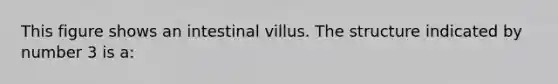 This figure shows an intestinal villus. The structure indicated by number 3 is a: