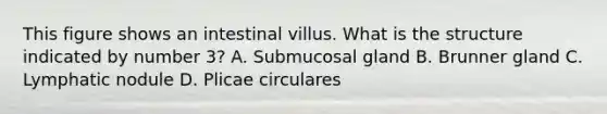 This figure shows an intestinal villus. What is the structure indicated by number 3? A. Submucosal gland B. Brunner gland C. Lymphatic nodule D. Plicae circulares