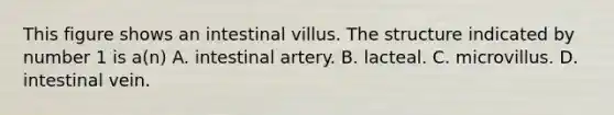 This figure shows an intestinal villus. The structure indicated by number 1 is a(n) A. intestinal artery. B. lacteal. C. microvillus. D. intestinal vein.