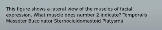 This figure shows a lateral view of the muscles of facial expression. What muscle does number 2 indicate? Temporalis Masseter Buccinator Sternocleidomastoid Platysma