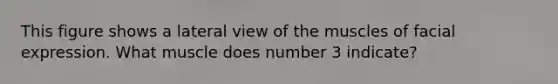 This figure shows a lateral view of the muscles of facial expression. What muscle does number 3 indicate?