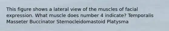 This figure shows a lateral view of the muscles of facial expression. What muscle does number 4 indicate? Temporalis Masseter Buccinator Sternocleidomastoid Platysma