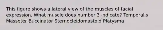 This figure shows a lateral view of the muscles of facial expression. What muscle does number 3 indicate? Temporalis Masseter Buccinator Sternocleidomastoid Platysma