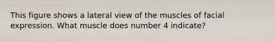 This figure shows a lateral view of the muscles of facial expression. What muscle does number 4 indicate?