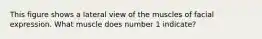 This figure shows a lateral view of the muscles of facial expression. What muscle does number 1 indicate?