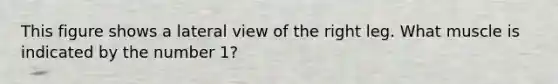 This figure shows a lateral view of the right leg. What muscle is indicated by the number 1?