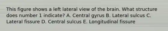 This figure shows a left lateral view of the brain. What structure does number 1 indicate? A. Central gyrus B. Lateral sulcus C. Lateral fissure D. Central sulcus E. Longitudinal fissure