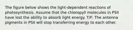 The figure below shows the light-dependent reactions of photosynthesis. Assume that the chloropyll molecules in PSII have lost the ability to absorb light energy. T/F: The antenna pigments in PSII will stop transferring energy to each other.